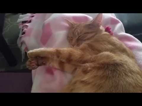 How my Cat became a Lap Cat after 2 Years!