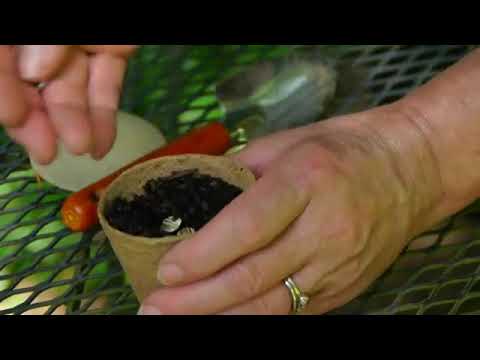 How to Start Sunflower Seeds