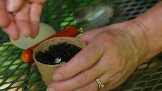 How to Start Sunflower Seeds