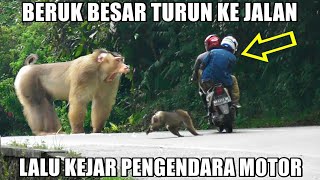 Download lagu Jahat, Detik Detik Beruk Kejar Pengendara Motor di Sitinjau Lauik mp3