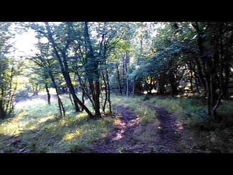 Cicadas singing near the Black Sea coast!
