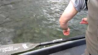 preview picture of video 'ZANE REELING IN HIS RAINBOW TROUT KENAI RIVER IN COOPER LANDING ALASKA'