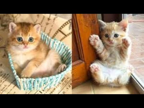 take a break for a laugh and watch these cute cats