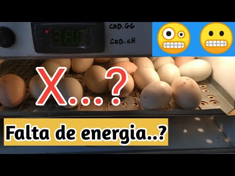 Power outage at the incubator, find out what to do to minimize losses!