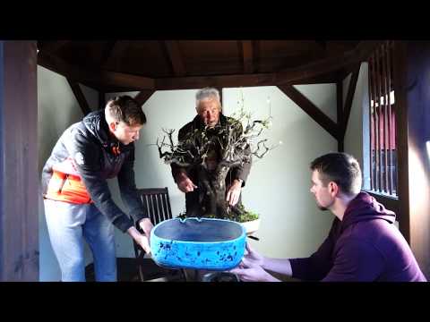 SandevBonsai 2019 - New material - Promising Prunus cerasifera