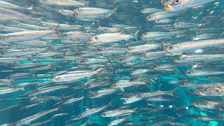 「環境水族館」アクアマリンふくしま