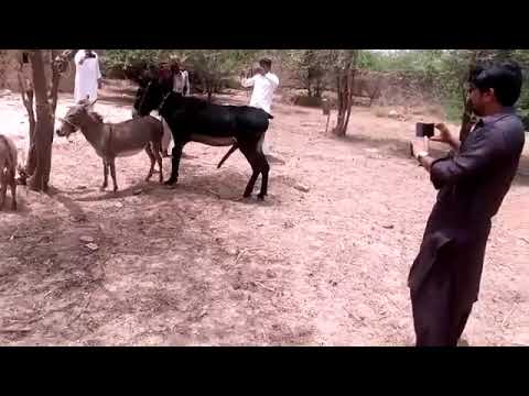 Regarde comment se reproduit le cheval 🐎🐎