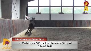 Video koně Cameron Champ