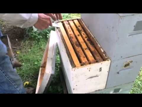 Michael Palmer releases more caged queens but a note of caution!!