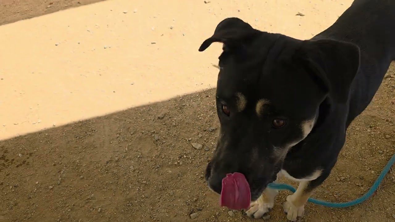 Enlarge Atticus, a Adoptable mixed breed in California City, CA video 6/6