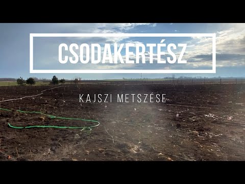 Csodakertész - Egy éves kajszi metszése