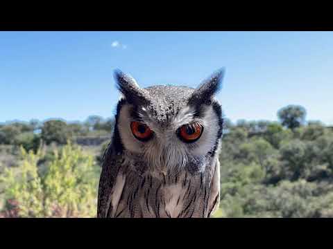 Ptilopsis leucotis Northern White-faced Owl