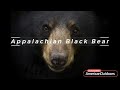 AMERICAN BLACK BEARS OF APPALACHIA