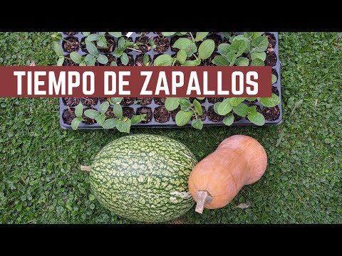 , title : 'CUCURBITACEAS - Como Sembrar y Trasplantar Zapallo, Calabaza, Zuchini, Melon, Sandía, Pepino y Luffa'