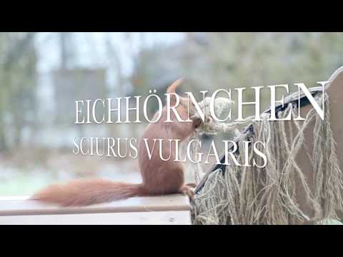 2018 02 24 Witziges Eichhörnchen