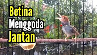 Download lagu PRENJAK BETINA Gacor Istimewa Menggoda PRENJAK JANTAN Suara Jernih, Ampuh buat PANCINGAN. mp3 Download lagu PRENJAK BETINA Gacor Istimewa Menggoda PRENJAK JANTAN Suara Jernih, Ampuh buat PANCINGAN. mp3