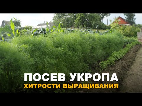 Dill will grow simply stunning. Methods for sowing and growing dill.