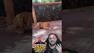 Tigre brincando com picolé? #biologohenrique #animais #bichoesperto #biologo