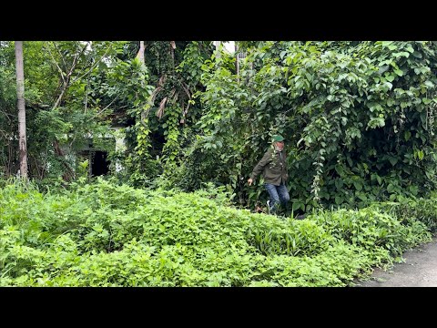 Cut overgrown trees CLEAN UP to revive abandoned storm house - SHOCK TRANSFORMATION