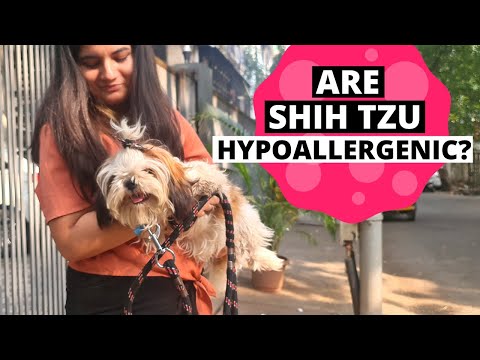 YouTube video about: Are shih tzu dogs prone to seizures?