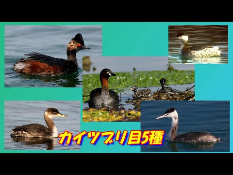 アカハラカイツブリについて詳しく解説
