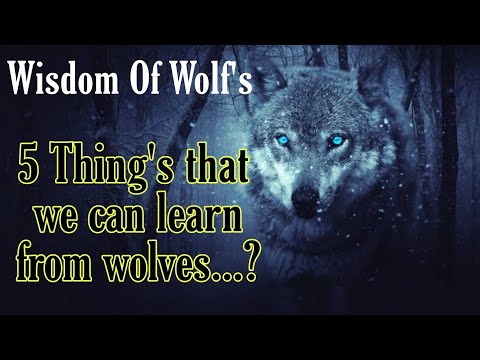 Wisdom Of The Wolves - Best Motivational Video By Wisdom Writes