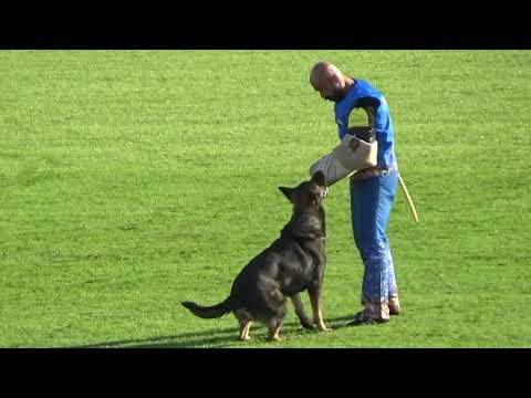 2019 WUSV IGP  WM in Modena 62 GBR‐3 CHRIS BOWS  VIPER Z NOVEHO DRAKA M C76