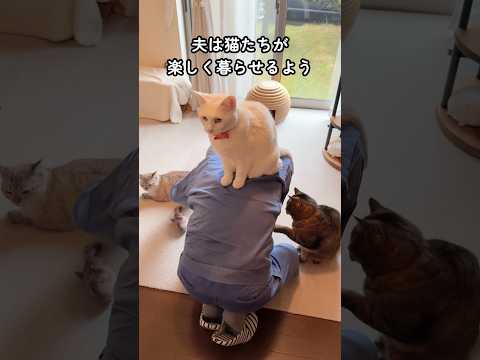 猫たちが楽しく暮らすため😺どこまでも尽くす夫💪✨ #shorts #cat