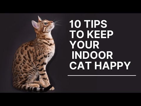 10 Tips to Keep Your Indoor Cat Happy
