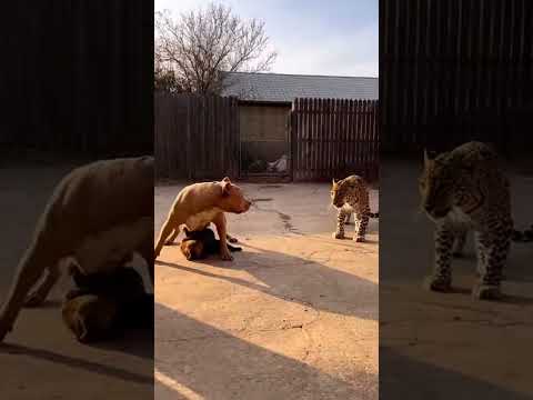 Mama Pitbull Courageously Protect Her Puppy's #viralshorts​ #viralytshorts​ #shorts​ #animalshorts​