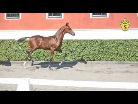 SWB Elitfölauktion 2015 - 1. Deorro Magi e. Deodoro - De Niro