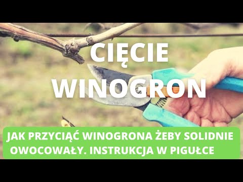 , title : 'Cięcie winorośli. Jak to zrobić?'