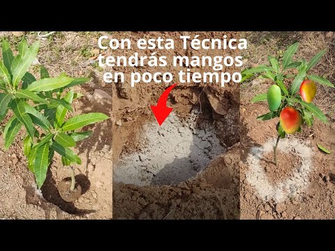 Increíble Siembra de Mango, para que tengas mango en muy poco tiempo