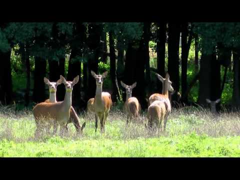 Birkenwald (67) Le parc aux cerfs et biches