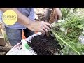 Burke S Backyard The Cheapest Plant In Australia