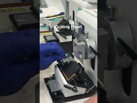 Cutting heart on our HistoDream microtome! #histology #pathology #tissueprocessing