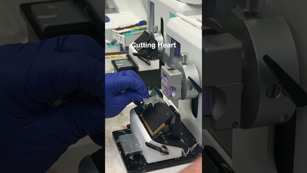 Cutting heart on our HistoDream microtome! #histology #pathology #tissueprocessing