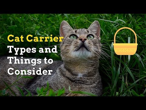 Choose a Cat Carrier | Common Carrier Types and Useful Tips