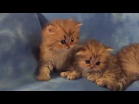 Teacup Golden Persian Kittens for Sale