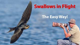 16,000 Images in 2 Hours of Photography and 94 Keepers. Swallows and Sand martin