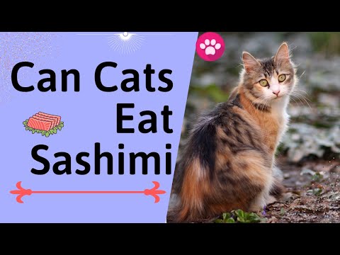 Can Cats Eat Sashimi Meat | Is Sashimi good for your Cat's Health
