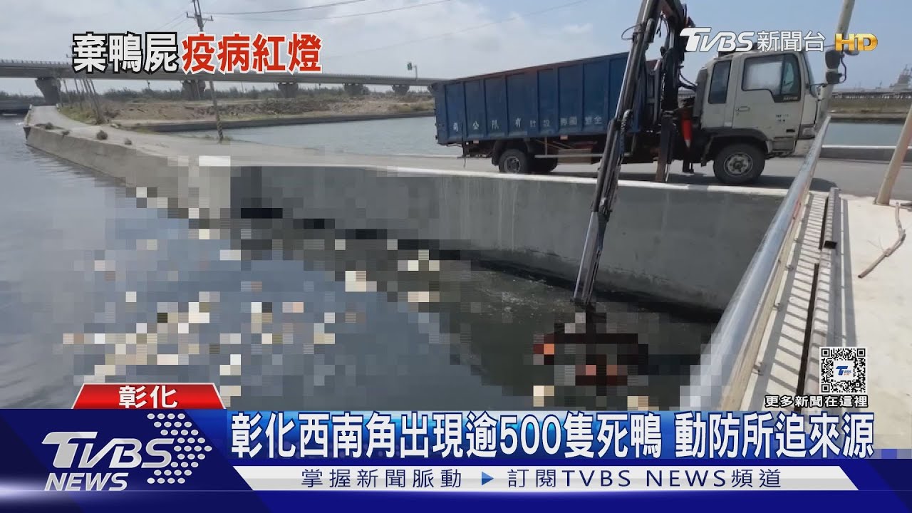 彰化西南角出現逾500隻死鴨 動防所追來源