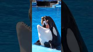 Download lagu Detik Detik Jessica Radcliffe Sang Pelatih Lumba Lumba Dolphin Masuk Kedalam Mulut Ikan Paus Orca mp3 Download lagu Detik Detik Jessica Radcliffe Sang Pelatih Lumba Lumba Dolphin Masuk Kedalam Mulut Ikan Paus Orca mp3