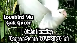 Download lagu Pancingan Lovebird Pagi Siang Sore Malam pun Tetap... mp3