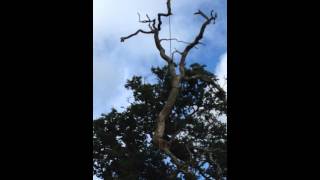 Album cover: Crane dismantle at Bartley manor