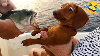 Hilarious Funny Animals Compilation 2025 🐾😂 | Try Not to Laugh!