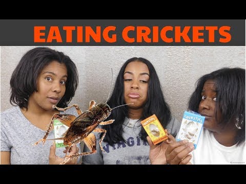 Eating Flavored Crickets Challenge
