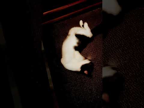 Mano is showing her Love #youtubeshorts #youtube #catlover #cats #catvideos