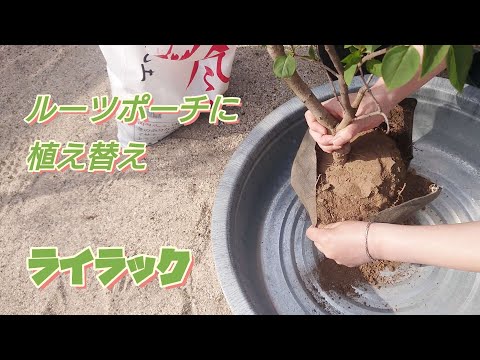 高貴なライラック 植物