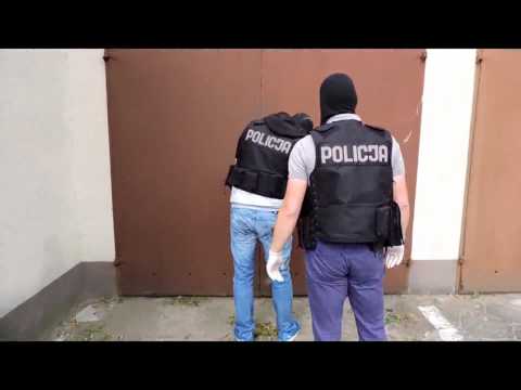 Złotów - Policjanci zlikwidowali leśną plantację konopi - video